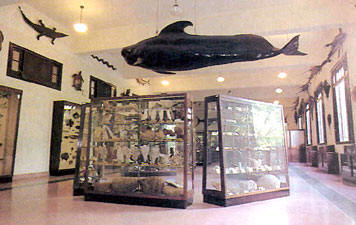 National Museum of Natural History Havana